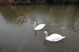 Photo 15- click for photo gallery